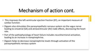 Mechanism of action cont.
• This improves the left ventricular ejection fraction (EF), an important measure of
cardiac function.
• Digoxin also stimulates the parasympathetic nervous system via the vagus nerve
leading to sinoatrial (SA) and atrioventricular (AV) node effects, decreasing the heart
rate.
• Part of the pathophysiology of heart failure includes neurohormonal activation,
leading to an increase in norepinephrine.
• Digoxin helps to decrease norepinephrine levels through activation of the
parasympathetic nervous system
 
