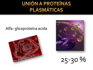 Alfa- glicoproteína acida
25-30 %
 