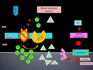 Membrana
EEC
EIC
digoxina
ATPasa
3 Na+/
K+
Na
+
Na
+
Na
+
K
+
K
+
Na
+
Na
+
Na
+Na
+
Ca
2+
Ca2+
Ca2
+Ca
2+
Ca2+
Ca2
+
Sarcómero
Acortamiento
Velocidad
Fuerza
contracción
GC
Efecto inotrópico
positivo
Na
+
Na
+
Na
+
 