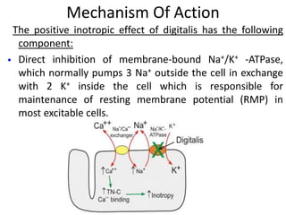 Mechanism Of Action
The positive inotropic effect of digitalis has the following
component:
 Direct inhibition of membrane-bound Na+/K+ -ATPase,
which normally pumps 3 Na+ outside the cell in exchange
with 2 K+ inside the cell which is responsible for
maintenance of resting membrane potential (RMP) in
most excitable cells.
 