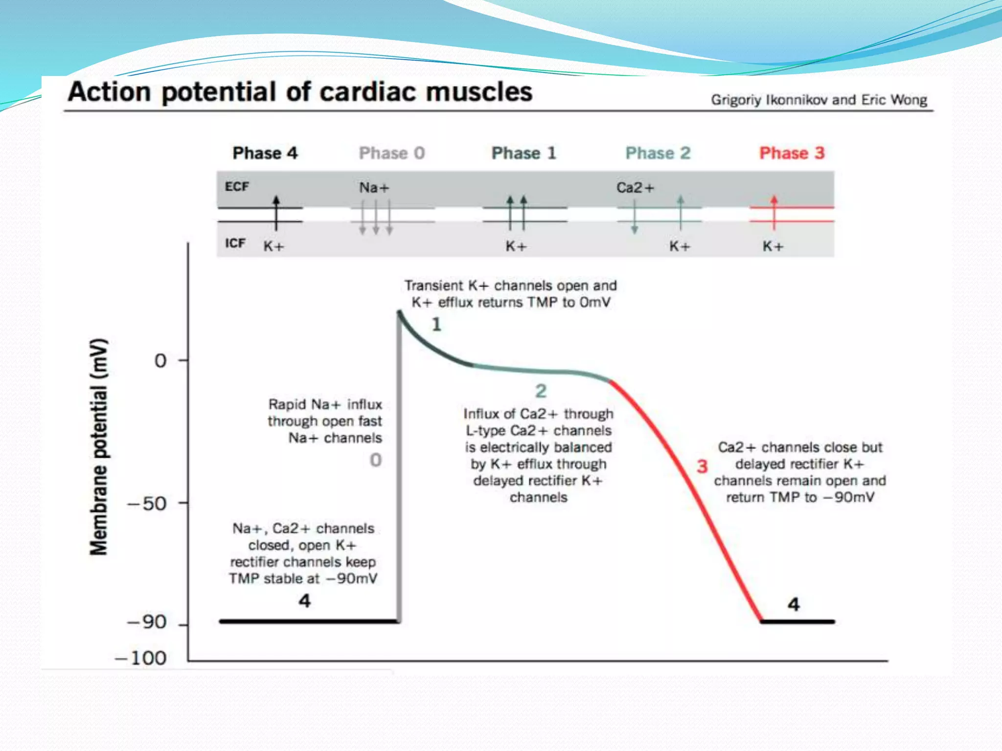 Digoxin toxicity awe | PPTX