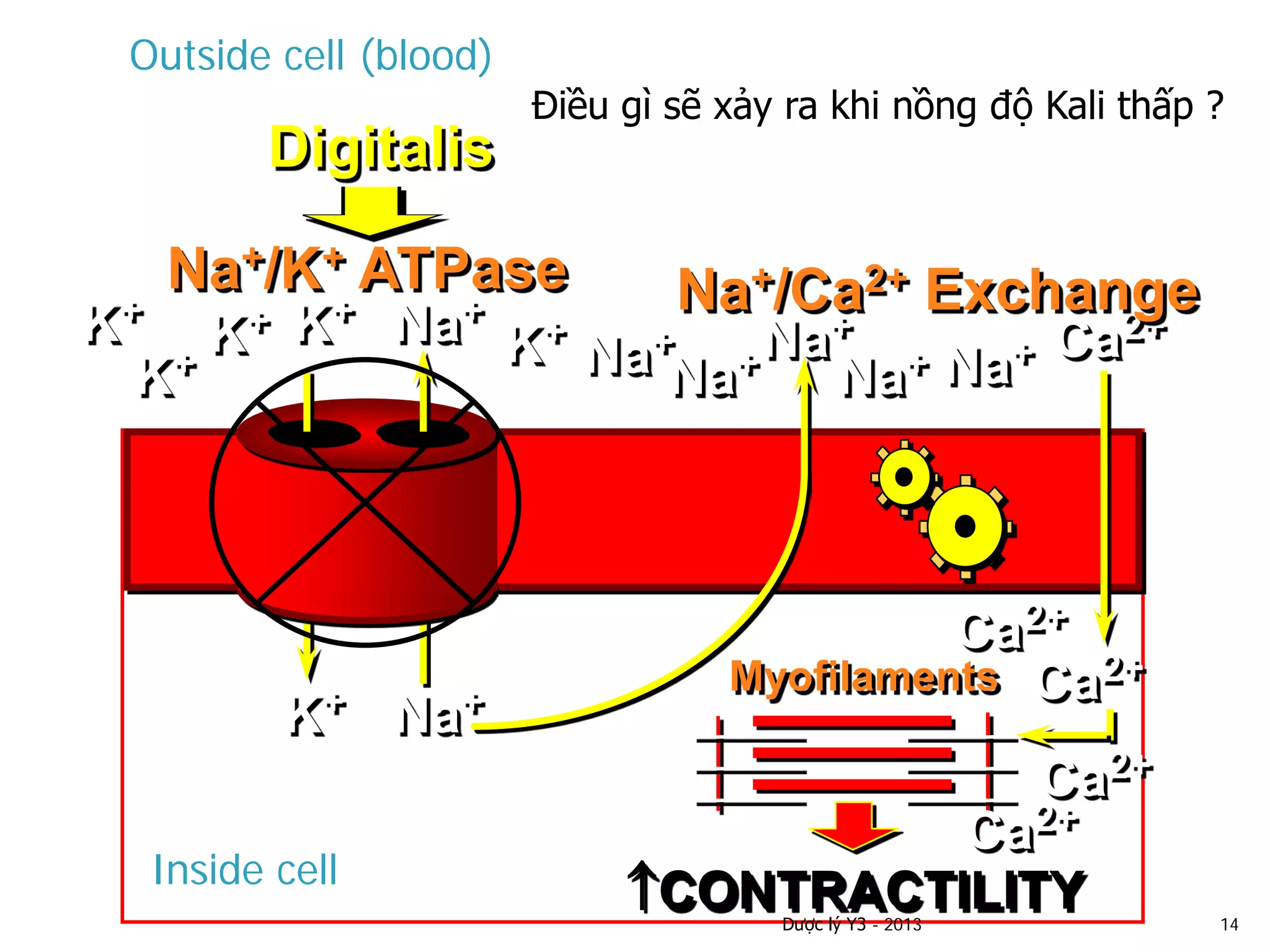 Na+
K+
K+
Na+
Na+ Ca2+
Ca2+
Na+/K+ ATPase Na+/Ca2+ Exchange
Myofilaments
↑CONTRACTILITY
Digitalis
K+
K+
K+ K+
Inside cell
Outside cell (blood)
Na+
Na+Na+
Na+
Ca2+
Ca2+
Ca2+
Điều gì sẽ xảy ra khi nồng độ Kali thấp ?
Dược lý Y3 - 2013 14
 