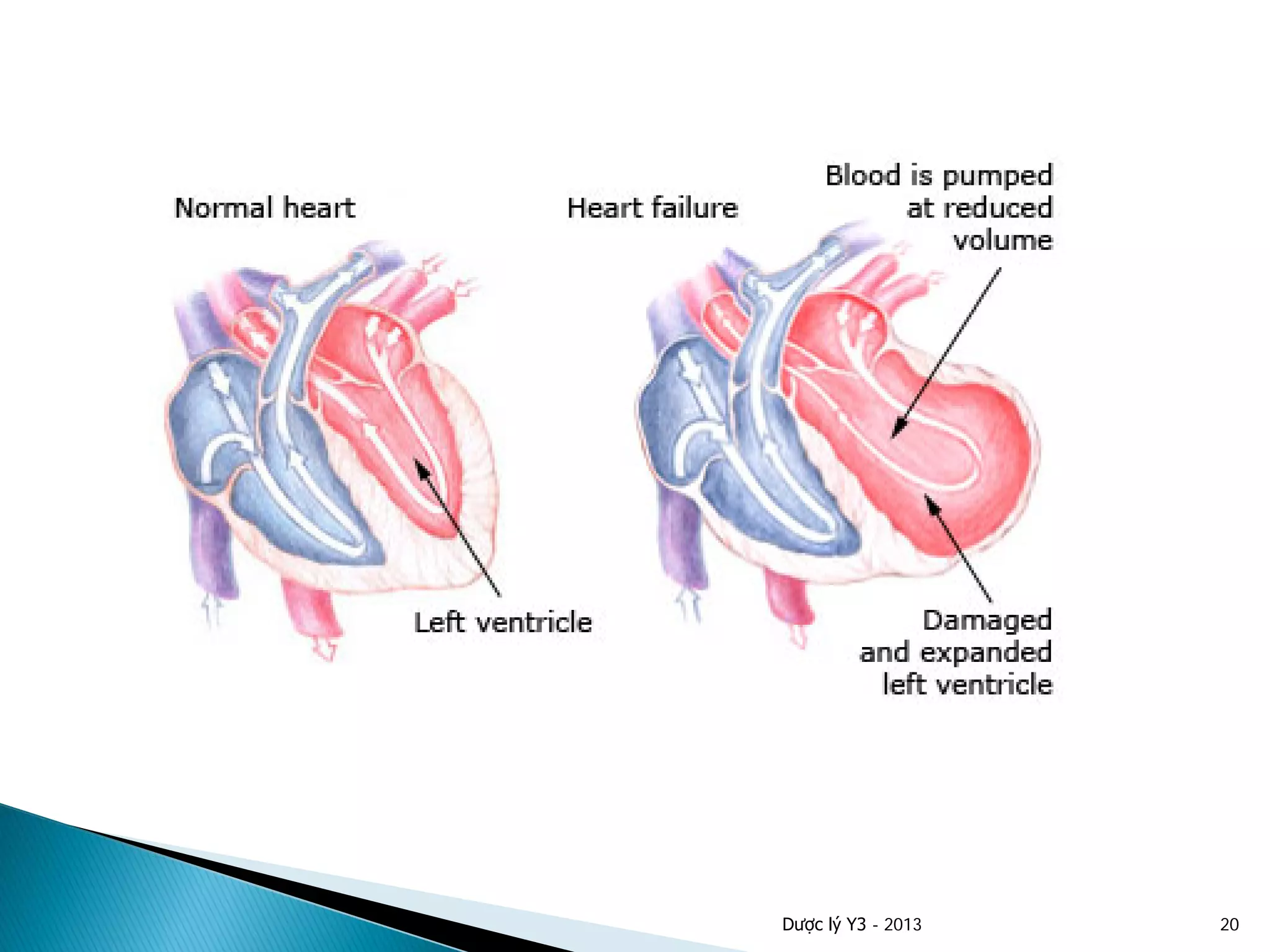 Dược lý Y3 - 2013 20
 
