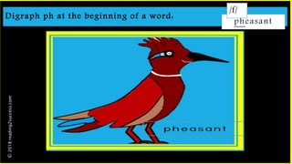 Digraph ph at the beginning of a word:
pheasant
/f/©2018reading2success.com
 