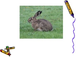 Phonics Digraphs air,are,ear