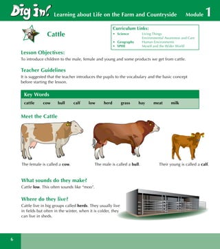 Module 1Learning about Life on the Farm and Countryside
Cattle
Lesson Objectives:
To introduce children to the male, female and young and some products we get from cattle.
Teacher Guidelines
It is suggested that the teacher introduces the pupils to the vocabulary and the basic concept
before starting the lesson.
Key Words
cattle cow bull calf low herd grass hay meat milk	
What sounds do they make?
Cattle low. This often sounds like “moo”.
Where do they live?
Cattle live in big groups called herds. They usually live
in fields but often in the winter, when it is colder, they
can live in sheds.
The female is called a cow. The male is called a bull. Their young is called a calf.
Meet the Cattle
Curriculum Links:
•	 Science	 Living Things
		 Environmental Awareness and Care
•	 Geography	 Human Environments
•	 SPHE	 Myself and the Wider World
 