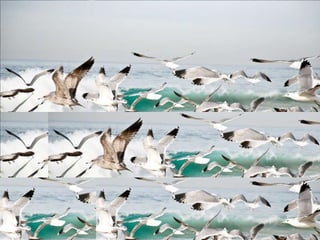 God blessed them
and said,
“Be fruitful and
increase in number and
fill the water in the
seas, and let the birds
increase on the earth.”*
 