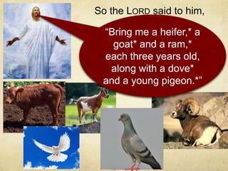 So the LORD said to him,
“Bring me a heifer,* a
goat* and a ram,*
each three years old,
along with a dove*
and a young pigeon.*”
 