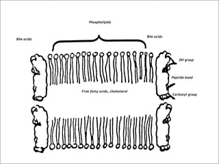 Phospholipids
Free fatty acids, cholesterol
Bile acids
Bile acids
OH group
Peptide bond
Carboxyl group
 