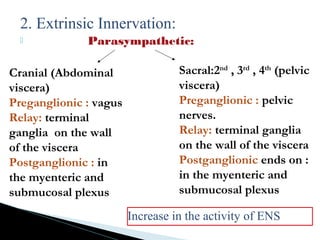 2. Extrinsic Innervation:
 Parasympathetic:
Cranial (Abdominal
viscera)
Preganglionic : vagus
Relay: terminal
ganglia on the wall
of the viscera
Postganglionic : in
the myenteric and
submucosal plexus
Sacral:2nd
, 3rd
, 4th
(pelvic
viscera)
Preganglionic : pelvic
nerves.
Relay: terminal ganglia
on the wall of the viscera
Postganglionic ends on :
in the myenteric and
submucosal plexus
Increase in the activity of ENS
 