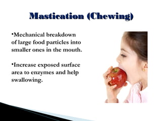 Mastication (Chewing)Mastication (Chewing)
•Mechanical breakdown
of large food particles into
smaller ones in the mouth.
•Increase exposed surface
area to enzymes and help
swallowing.
 