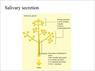 Salivary secretion
 