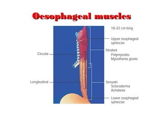 Oesophageal musclesOesophageal muscles
 