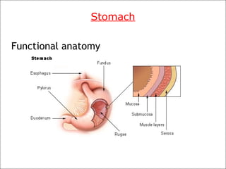 Stomach
Functional anatomy
 
