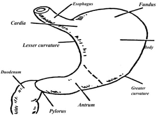 Cardia
Lesser curvature
Duodenum
Pylorus
Esophagus Fundus
Body
Greater
curvature
Antrum
 