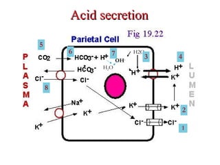 Acid secretionAcid secretion
H2O
OH-
H2O
1
2
3
5
4
6 7
8
 