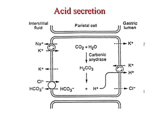 Acid secretionAcid secretion
1
2
 