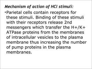 Mechanism of action of HCl stimuli:
•Parietal cells contain receptors for
these stimuli. Binding of these stimuli
with their receptors release 2nd
messengers which transfer the H+/K+
ATPase proteins from the membranes
of intracellular vesicles to the plasma
membrane thus increasing the number
of pump proteins in the plasma
membranes.
 