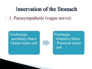 Innervation of the Stomachnnervation of the Stomach
 1. Parasympathetic (vagus nerve):
Cholinergic
excitatory fibers
•Distal motor unit
Purinergic
inhibitory fibers
• Proximal motor
unit
 