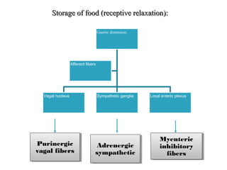 Storage of food (receptive relaxation):Storage of food (receptive relaxation):
Gastric distension.
Afferent fibers
Vagal nucleus Sympathetic ganglia Local enteric plexus
Purinergic
vagal fibers
Myenteric
inhibitory
fibers
Adrenergic
sympathetic
 