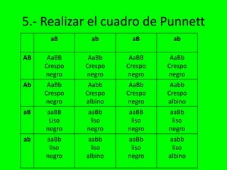 5.- Realizar el cuadro de Punnett
      aB       ab       aB       ab

AB    AaBB     AaBb     AaBB     AaBb
     Crespo   Crespo   Crespo   Crespo
     negro    negro    negro    negro
Ab    AaBb     Aabb     AaBb     Aabb
     Crespo   Crespo   Crespo   Crespo
     negro    albino   negro    albino
aB   aaBB     aaBb     aaBB     aaBb
      Liso     liso     liso     liso
     negro    negro    negro    negro
ab   aaBb      aabb    aaBb      aabb
      liso      liso    liso      liso
     negro    albino   negro    albino
 