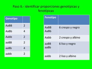 Paso 6.- identificar proporciones genotípicas y
                          fenotípicas

Genotipo                     Fenotipo

AaBB          2
                             AaBB       6 crespo y negro
AaBb          4              AaBb
Aabb          2              Aabb       2 crespo y albino
aaBB          2              aaBB       6 liso y negro
aaBb          4              aaBb

aabb          2
                             aabb       2 liso y albino
 