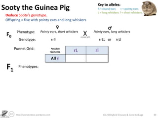 Dihybrid Crosses, Gene Linkage and Recombination | PPTX