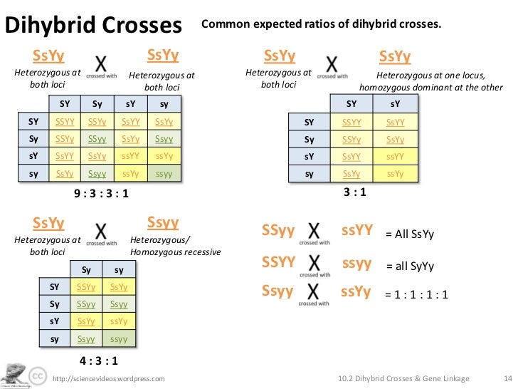 Dihybrid Crosses, Gene Linkage and Recombination