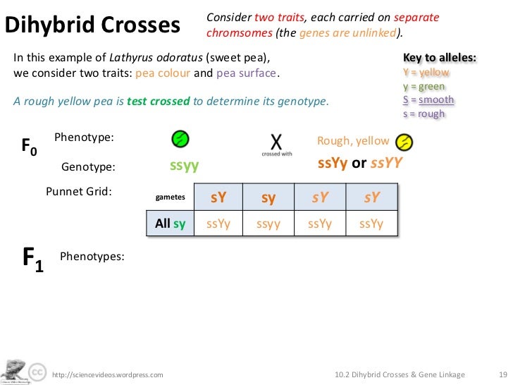 Homework help genetics two trait crosses