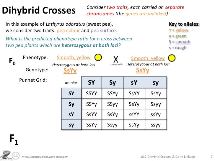 Homework help genetics two trait crosses
