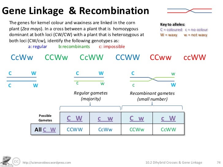 Dihybrid Crosses, Gene Linkage and Recombination