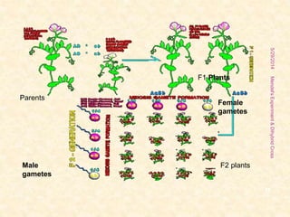 Parents
F1 Plants
F2 plantsMale
gametes
Female
gametes
5/29/2014Mendel'sExperiment&DihybridCross
11
 