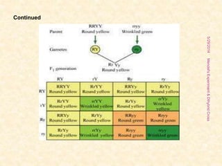 5/29/2014
15
Mendel'sExperiment&DihybridCross
Continued
 