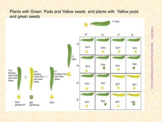 Plants with Green Pods and Yellow seeds and plants with Yellow pods
and green seeds
5/29/2014
16
Mendel'sExperiment&DihybridCross
 