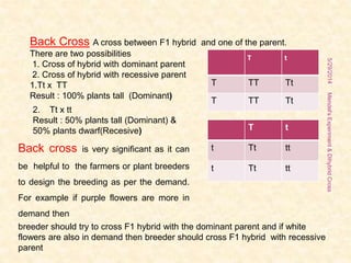 Back Cross A cross between F1 hybrid and one of the parent.
There are two possibilities
1. Cross of hybrid with dominant parent
2. Cross of hybrid with recessive parent
1.Tt x TT
Result : 100% plants tall (Dominant)
T t
T TT Tt
T TT Tt
2. Tt x tt
Result : 50% plants tall (Dominant) &
50% plants dwarf(Recesive) T t
t Tt tt
t Tt tt
5/29/2014
17
Mendel'sExperiment&DihybridCross
Back cross is very significant as it can
be helpful to the farmers or plant breeders
to design the breeding as per the demand.
For example if purple flowers are more in
demand then
breeder should try to cross F1 hybrid with the dominant parent and if white
flowers are also in demand then breeder should cross F1 hybrid with recessive
parent
 