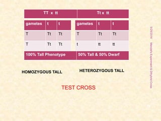 gametes t t
T Tt Tt
T Tt Tt
gametes t t
T Tt Tt
t tt tt
TT x tt Tt x tt
100% Tall Phenotype 50% Tall & 50% Dwarf
TEST CROSS
HOMOZYGOUS TALL HETEROZYGOUS TALL
5/29/2014
19
Mendel'sExperiment&DihybridCross
 