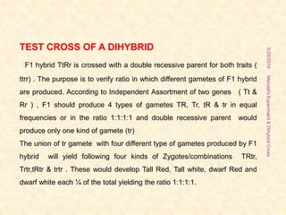 TEST CROSS OF A DIHYBRID
F1 hybrid TtRr is crossed with a double recessive parent for both traits (
ttrr) . The purpose is to verify ratio in which different gametes of F1 hybrid
are produced. According to Independent Assortment of two genes ( Tt &
Rr ) , F1 should produce 4 types of gametes TR, Tr, tR & tr in equal
frequencies or in the ratio 1:1:1:1 and double recessive parent would
produce only one kind of gamete (tr)
The union of tr gamete with four different type of gametes produced by F1
hybrid will yield following four kinds of Zygotes/combinations TRtr,
Trtr,tRtr & trtr . These would develop Tall Red, Tall white, dwarf Red and
dwarf white each ¼ of the total yielding the ratio 1:1:1:1.
5/29/2014
22
Mendel'sExperiment&DihybridCross
 