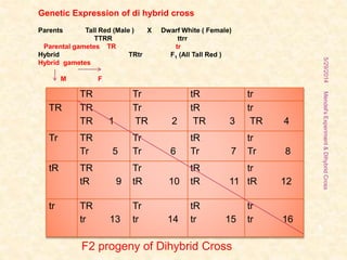 TR Tr tR tr
TR TR
TR 1
Tr
TR 2
tR
TR 3
tr
TR 4
Tr TR
Tr 5
Tr
Tr 6
tR
Tr 7
tr
Tr 8
tR TR
tR 9
Tr
tR 10
tR
tR 11
tr
tR 12
tr TR
tr 13
Tr
tr 14
tR
tr 15
tr
tr 16
F2 progeny of Dihybrid Cross
5/29/2014
4
Genetic Expression of di hybrid cross
Parents Tall Red (Male ) X Dwarf White ( Female)
TTRR ttrr
Parental gametes TR tr
Hybrid TRtr F1 (All Tall Red )
Hybrid gametes
M F
Mendel'sExperiment&DihybridCross
 