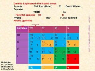 Mendel'sExperiment&DihybridCross
Gametes TR Tr tR tr
TR TR
TR 1
Tr
TR 2
tR
TR 3
tr
TR 4
Tr TR
Tr 5
Tr
Tr 6
tR
Tr 7
tr
Tr 8
tR TR
tR 9
Tr
tR 10
tR
tR 11
tr
tR 12
tr TR
tr 13
Tr
tr 14
tR
tr 15
tr
tr 16
Genetic Expression of di hybrid cross
Parents Tall Red (Male ) X Dwarf White (
Female)
TTRR ttrr
Parental gametes TR tr
Hybrid TRtr F1 (All Tall Red )
Hybrid gametes
M F
TR Tr tR tr
TR-Tall Red
Tr- Tall white
tR-Dwarf Red
tr- Dwarf white
5/29/2014
6
 