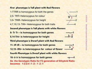 5/29/2014Mendel'sExperiment&DihybridCross
7
First phenotype is Tall plant with Red Flowers
1-TTRR is homozygous for both the genes ---------1
2,5- TRTr Heterozygous for colour ----------2
3,9- TRtR- Heterozygous for height ------------2
4,7,10,13- TtRr- Heterozygous for both traits ----------4
Second phenotype is Tall plants with white flowers
6- Tr Tr – is homozygous for both genes ---------1
8,14-Trtr- is heterozygous for height ------- -2
Third phenotype is Dwarf plant with Red flowers
11- tR tR – is homozygous for both genes ----------1
12,15- tRtr- is heterozygous for colour of flower ---------2
Fourth Phenotype is Dwarf plant with white flowers
16- tr tr is homozygous for both genes --------1
9
So the Genotypic Ratio for F2 generation of Dihybrid Ratio
becomes 1:2:2:4 :1 :2 : 1 :2 :1
3
3
1
 