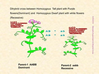 Dihybrid cross between Homozygous Tall plant with Purple
flowers(Dominant) and Homozygous Dwarf plant with white flowers
(Recessive)
Parent-1 AABB
Dominant
Parent-2 aabb
Recessive
5/29/2014
9
Mendel'sExperiment&DihybridCross
 