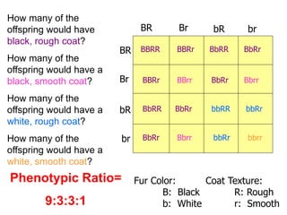 BR bR
br
bR
Br
BR
br
Br
BBRR BbRR BbRr
BBRr BBrr BbRr Bbrr
BbRR BbRr bbRR bbRr
BbRr Bbrr bbRr bbrr
BBRr
How many of the
offspring would have
black, rough coat?
How many of the
offspring would have a
black, smooth coat?
How many of the
offspring would have a
white, rough coat?
How many of the
offspring would have a
white, smooth coat?
Fur Color:
B: Black
b: White
Coat Texture:
R: Rough
r: Smooth
Phenotypic Ratio=
9:3:3:1
 