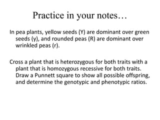 Practice in your notes…
In pea plants, yellow seeds (Y) are dominant over green
seeds (y), and rounded peas (R) are dominant over
wrinkled peas (r).
Cross a plant that is heterozygous for both traits with a
plant that is homozygous recessive for both traits.
Draw a Punnett square to show all possible offspring,
and determine the genotypic and phenotypic ratios.
 