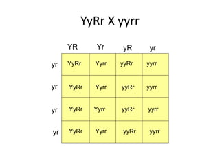 YyRr X yyrr
YR yR
yr
yr
yr
yr
yr
Yr
YyRr yyRr yyrr
YyRr Yyrr yyRr yyrr
YyRr Yyrr yyRr yyrr
YyRr Yyrr yyRr yyrr
Yyrr
 