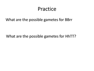 Practice
What are the possible gametes for BBrr
What are the possible gametes for HhTT?
 