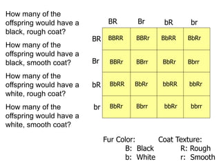 BR bR
br
bR
Br
BR
br
Br
BBRR BbRR BbRr
BBRr BBrr BbRr Bbrr
BbRR BbRr bbRR bbRr
BbRr Bbrr bbRr bbrr
BBRr
How many of the
offspring would have a
black, rough coat?
How many of the
offspring would have a
black, smooth coat?
How many of the
offspring would have a
white, rough coat?
How many of the
offspring would have a
white, smooth coat?
Fur Color:
B: Black
b: White
Coat Texture:
R: Rough
r: Smooth
 