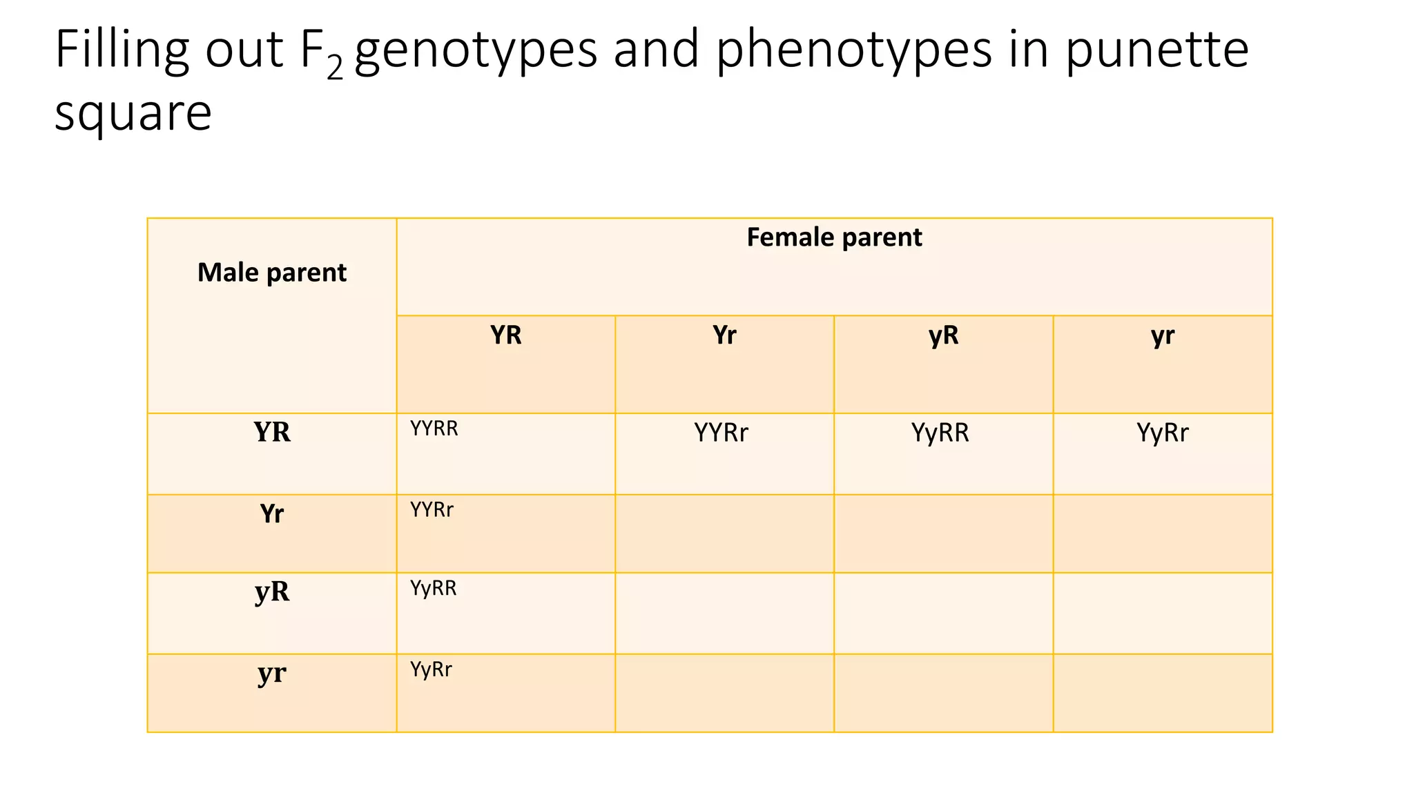Filling out F2 genotypes and phenotypes in punette
square
Male parent
Female parent
YR Yr yR yr
YR YYRR YYRr YyRR YyRr
Yr YYRr
yR YyRR
yr YyRr
 