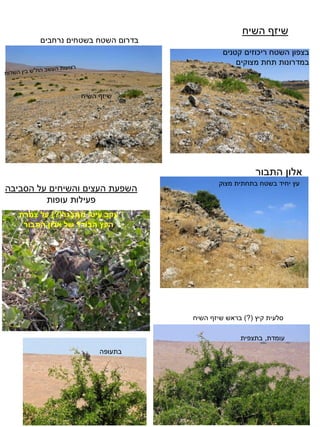 שיזף השיח 
בצפון השטח ריכוזים קטנים 
במדרונות תחת מצוקים 
בדרום השטח בשטחים נרחבים 
אלון התבור 
עץ יחיד בשטח בתחתית מצוק 
השפעת העצים והשיחים על הסביבה 
פעילות עופות 
עקב עיטי מתבגר)?( על צמרת 
העץ הבודד של אלון התבור 
סלעית קיץ )?( בראש שיזף השיח 
עומדת, בתצפית 
בתעופה 
שיזף השיח 
 