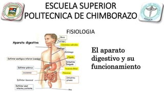 ESCUELA SUPERIOR
POLITECNICA DE CHIMBORAZO
FISIOLOGIA
El aparato
digestivo y su
funcionamiento
 