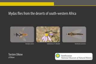 Mydas flies from the deserts of south-western Africa
Namadytesvansoni NamibimydaspsamminosCephalocera sp. © S. Marshall
Torsten Dikow
@TDikow
Smithsonian
National Museum of Natural History
 